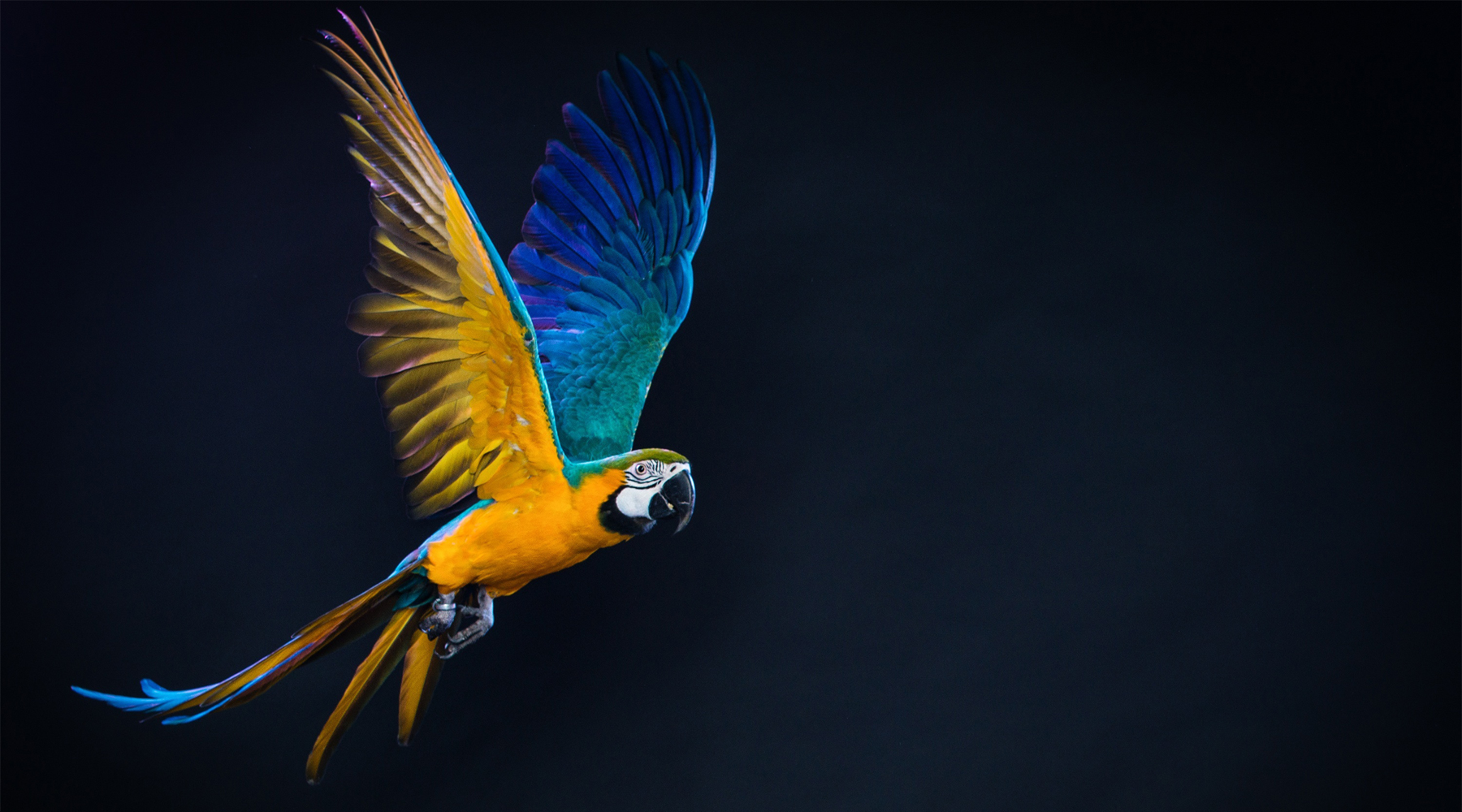 Wingedvictory Flying Macaw