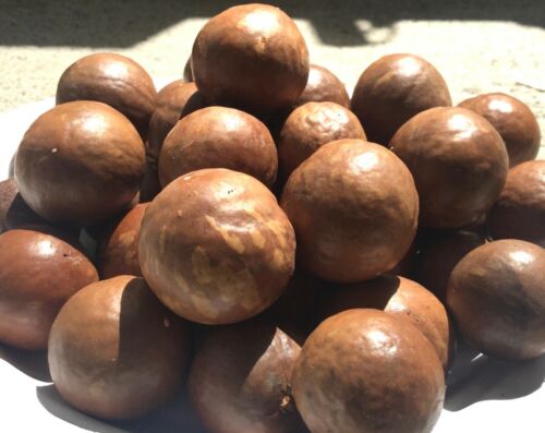 Macadamia Nuts In The Shell from Hawaii 10oz